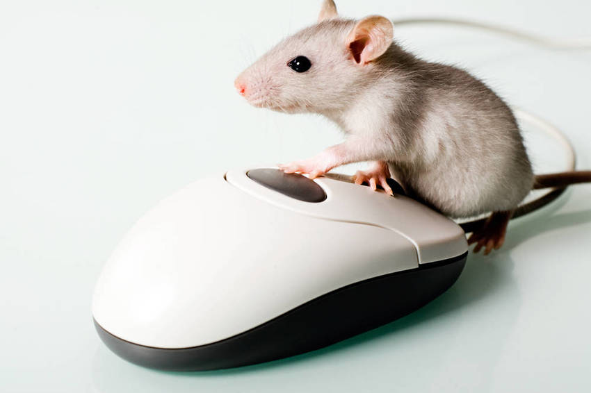 Компьютер не видит мышь: что нужно проверить (по шагам)